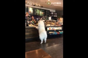 スタバのレジで行儀よく並んだ後、メニューをオーダー！？するワンコが可愛らしい♪