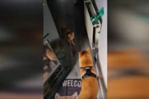 まるで総合格闘技！？散歩から帰るやいなや、ワンコと凄まじい勢いでじゃれあうニャンコ