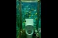 まるで水族館!?海の近くにあるお食事処のトイレを撮影した動画に反響「ソワソワしそう」