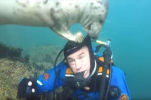 ダイバーとたわむれるアザラシ・・ゴーグルを外そうとしたり、やりたい放題の様子が面白い（笑）