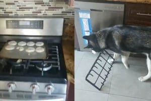 キッチンから物音がしたと思ったら、焼く前のクッキーが4個紛失・・犯人はあっさり見つかる（笑）