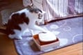 タイマー式のご飯の器を、自分で見事に開けてしまうニャンコが賢すぎると話題に!