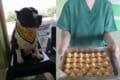 飼い主さんは要注意!体調不良のワンコを病院へ連行したら、胃の中に32個のラバーダックが・・
