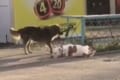 「助けなきゃ!」飼い主が買い物中、店外でつながれていたワンコを救助しようとした野良犬…その優しさに感動