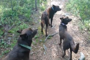 まるで静止画像！合図が出るまでフリーズを続けるワンコたちが賢すぎる