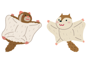 「モモンガ」と「ムササビ」、空を舞う動物の違い比較してみた！昔は同じ名前だった？