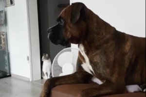 に、似ている！救急車のサイレンを聞いたワンコがおりなすモノマネショーに驚き