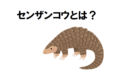鱗が特徴的な「センザンコウ」ってどんな生き物？その姿が見られる動物園はどこ？