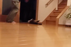 飼い主を追いかけるもひらりとかわされたたぬき猫ちゃん、その瞬間にとった行動が可愛すぎ！