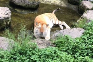 こんなに悲しい表情のトラを見たことない！那須サファリパークにいるボルタ君の表情がめっちゃ可愛い