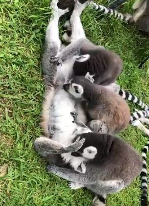 ワオキツネザル三匹