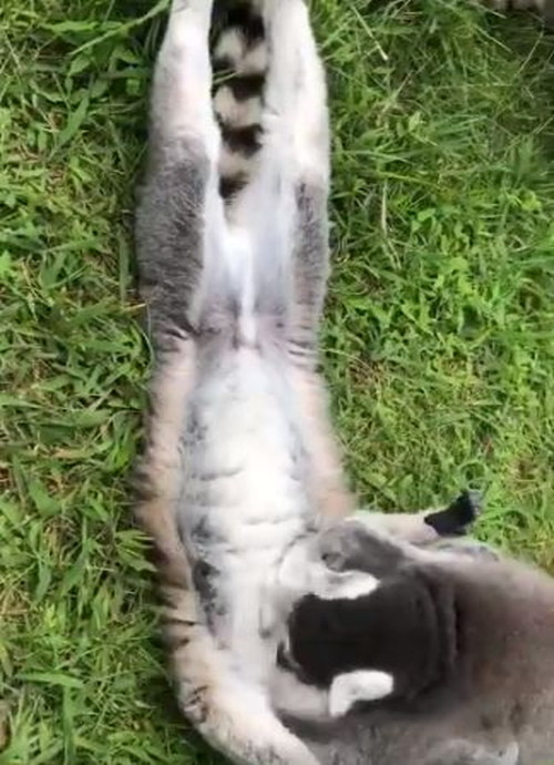 ワオキツネザル一匹