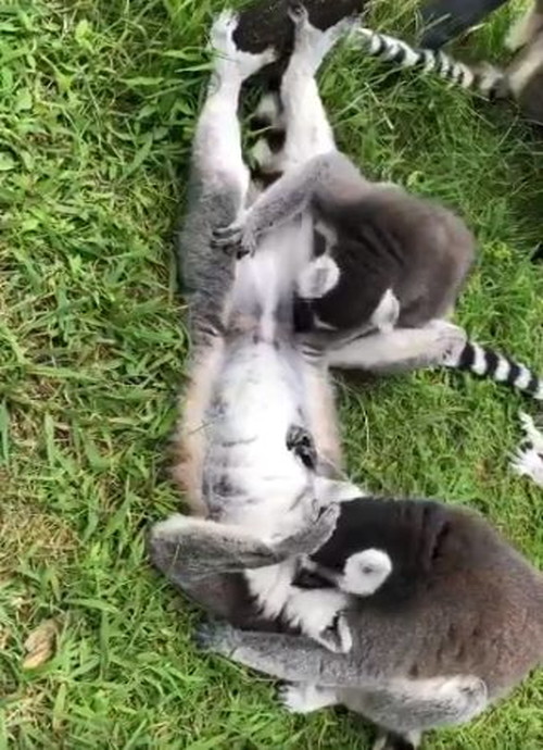 ワオキツネザル二匹