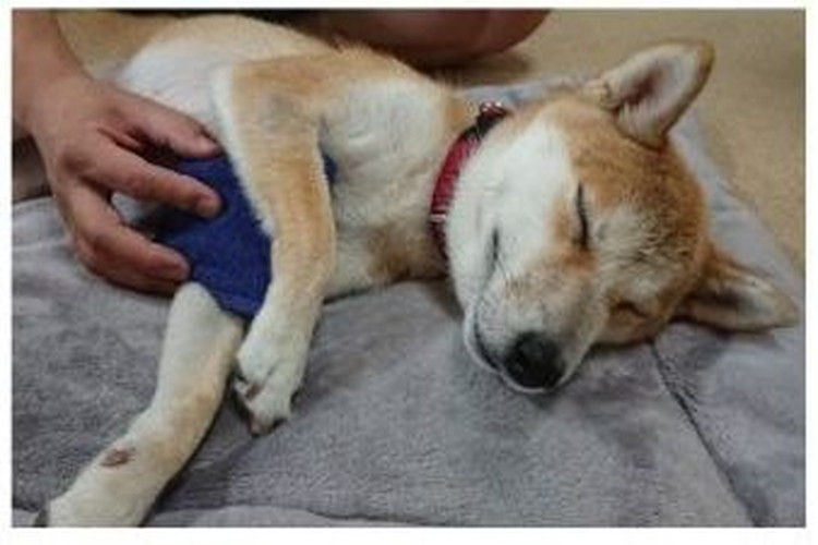 「犬や猫は暑さや高い湿度が苦手です」ペットの熱中症対策を呼びかけた警視庁のツイートが話題に