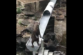 流しカワウソ!?水浴びを楽しむ市川市動植物園のコツメカワウソがめっちゃ可愛い