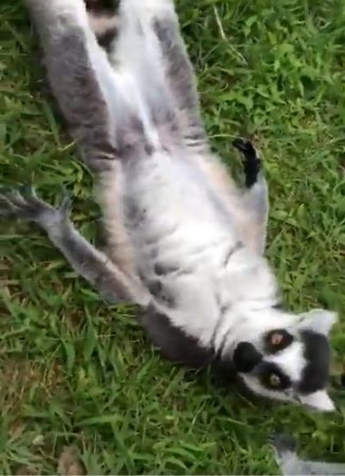 ワオキツネザル寝転がる