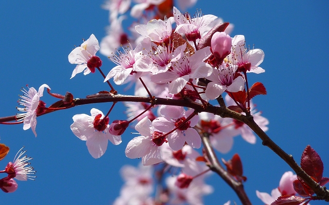 花 枝