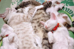 まるで猫布団！折り重なって眠るニャンコたち･･･究極のモフモフ感に癒される♪