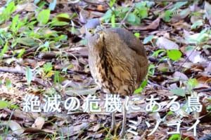 渡り鳥のミゾゴイ、目立たない鳥がいつの間にか絶滅の危機に！