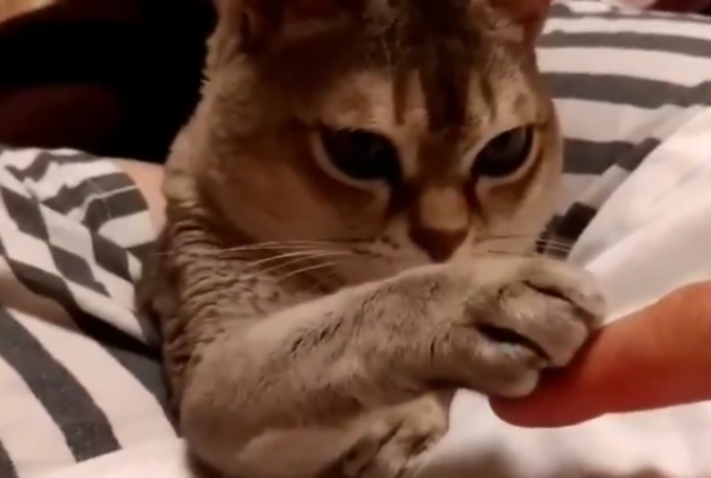 絶対に負けられニャイ どっちが指を上に乗せるか選手権 にめちゃくちゃ癒される Fundo