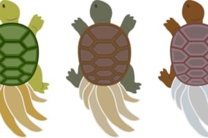 クサガメとミドリガメの寿命はどのくらい？どちらが長い？