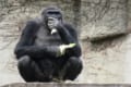 ゴリラの握力は動物界一!?その気になれば頭蓋骨も握りつぶせる!でも優しすぎるの