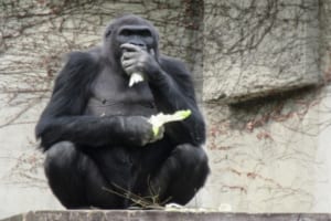 ゴリラの握力は動物界一！？その気になれば頭蓋骨も握りつぶせる！でも優しすぎるの