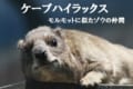かわいい「ケープハイラックス」はモルモットの仲間？いいえゾウの仲間です！