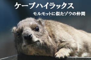 かわいい「ケープハイラックス」はモルモットの仲間？いいえゾウの仲間です！