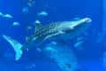 世界一大きい魚は何?ジンベエザメ以外にも可能性が!