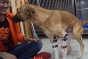 こちらまで嬉しさが伝染！虐待で前脚を失ったワンコ、義足を手にし大喜び