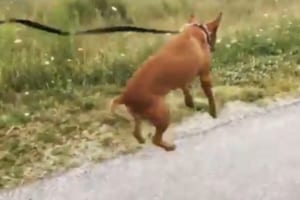 「最高だワン！」初めて散歩に出かけた保護犬、嬉しさをジャンプで表現