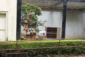 「圧がすごい」アナグマの前を飼育係が通ると･･･めちゃくちゃ視線が痛すぎる(笑)