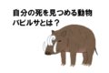 不思議な動物「バビルサ」の牙が伸びすぎて自分を刺してしまう？自分の死を見つめるといわれる所以
