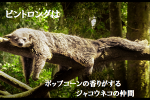 体からポップコーンの香りがする生き物「ビントロング」の生態とは？