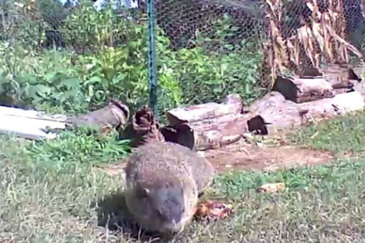 野菜泥棒の正体判明!カメラに映っていた犯人の面白可愛さに園芸家も心奪われる(笑)