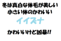 最小の肉食獣イイズナ！夏は茶色、冬は真っ白な体がかわいい！凶暴だけど・・