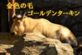金色の毛を持つ「ゴールデンターキン」はどんな生き物?ウシの仲間に見えるけど違うんです!!