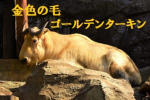 金色の毛を持つ「ゴールデンターキン」はどんな生き物？ウシの仲間に見えるけど違うんです！！