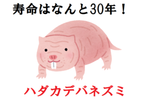 ハダカデバネズミの寿命はなんと30年！老化しないネズミの社会には女王がいた！