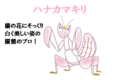 「ハナカマキリ」は白く美しい姿が蘭の花にそっくりな擬態のプロ!