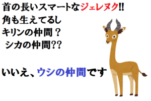 首の長～い動物「ジェレヌク」とはキリン？シカ？いいえウシの仲間です！