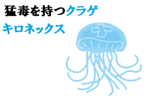 世界最強の猛毒クラゲ「キロネックス」の生態や、その危険性を紹介！