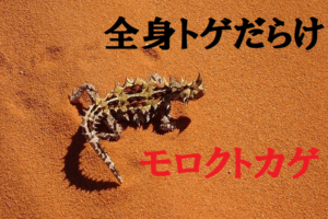 モンスターみたいでカッコいい「モロクトカゲ」！日本ではペットにすることも見ることもできない？