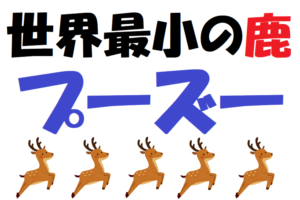 世界最小の鹿「プーズー」とは？ぬいぐるみのような姿を見に動物園に行きたい！