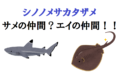 【シノノメサカタザメ】名前はサメだが実はエイ！さらにフカヒレも獲れる不思議な奴！