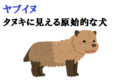 ヤブイヌとはどんな動物?タヌキみたいなかわいい見た目をした原始的な犬なんです!!