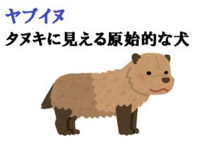 ヤブイヌとはどんな動物？タヌキみたいなかわいい見た目をした原始的な犬なんです！！