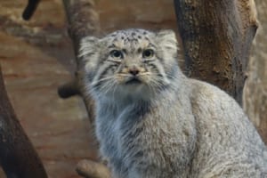 もふもふ猫のマヌルネコ！日本の動物園でもぬいぐるみのようにかわいい姿を見られる！