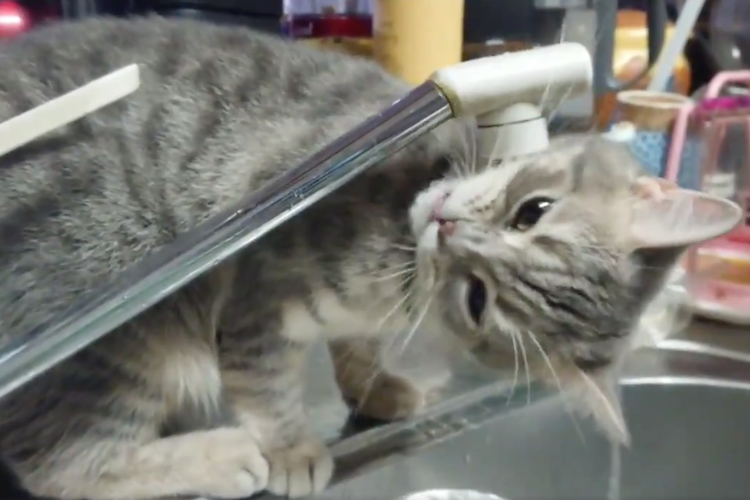 「自分、不器用ですから・・」水を飲もうとするも全く飲むことができない猫ちゃん